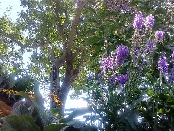 Ray Hobbs walking under trees and around flowers