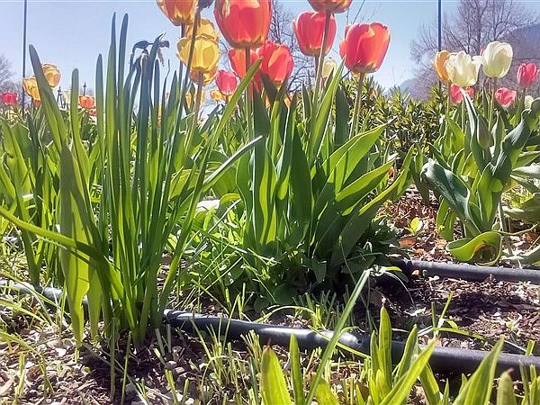 Ray Hobbs The Novelist loves tulips and you too!